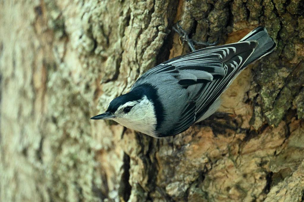 2025-05087817 Ipswitch River Wildlife Sanctuary, MA.JPG - White-breasted Nuthatch. Ipswitch River Wildlife Refuge, MA, 5-8-2025
